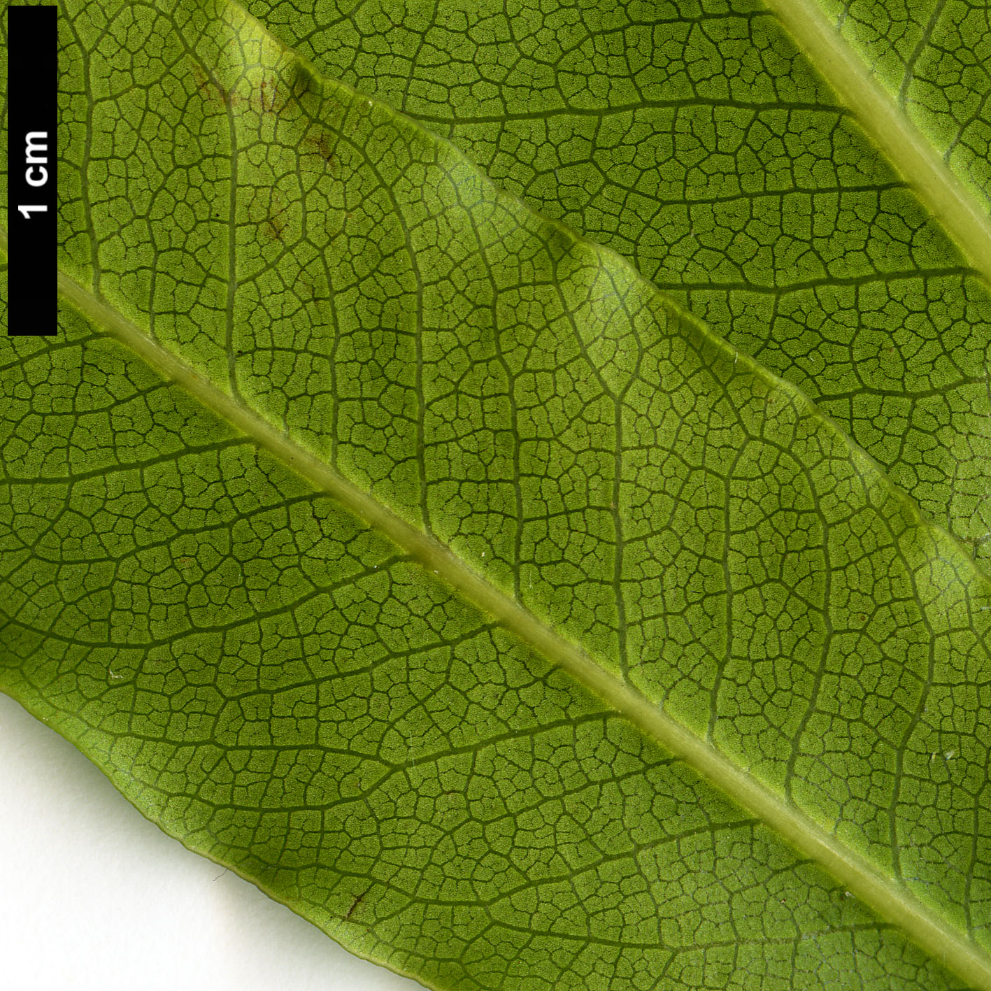 High resolution image: Family: Pittosporaceae - Genus: Pittosporum - Taxon: undulatum High resolution image: Family: Pittosporaceae - Genus: Pittosporum - Taxon: undulatum